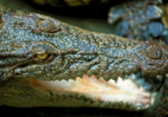Amazing Sarawak Crocodile Farm Day Trip